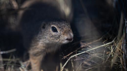 Většina z 30 syslů jsou letošní mláďata
