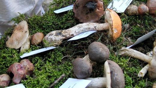 Výstava hub v Louňovicích 