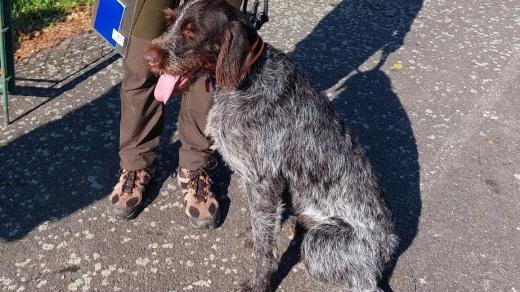 České plemeno ohaře, český fousek