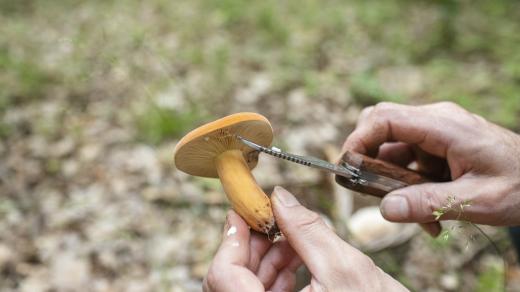 Do lesů se vydává kromě turistů také spousty houbařů, hřibovité houby se na začátku léta dají najít také kolem Kryr na Lounsku