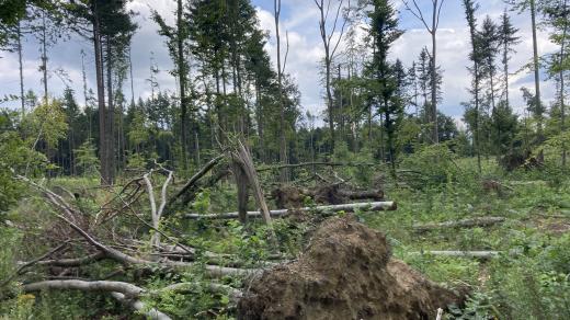 Lokalita, kde lesníci ponechali po vichřici vše, jak bylo