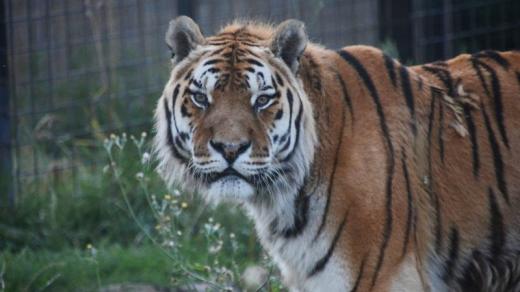 Tygr Dolar slaví v zoo Dvorec u Borovan osmnácté narozeniny