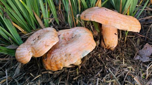 Lactarius deliciosus (Ryzec pravý)