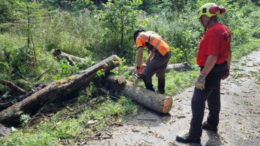 Kácení nemocných jasanů u Babylonu