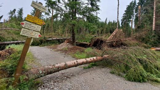 Kvůli četným polomům jsou uzavřené některé turistické trasy na Šumavě