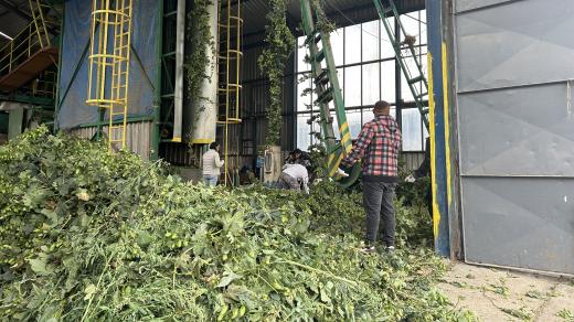 V Prosenicích na Přerovsku začali se sklizní chmele