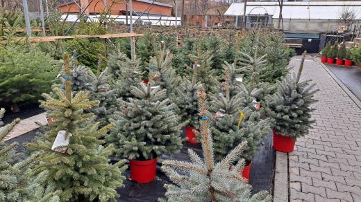 Živé vánoční stromky si v těchto dnech nakupují poslední zákazníci