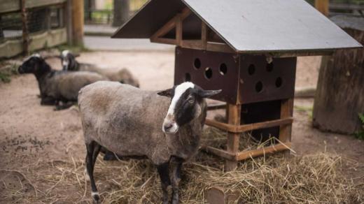 Na Zemi živitelce se představilo holandské plemeno zwartbles