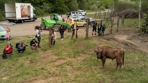 Zubr Tábor v Zoo Tábor před svým odjezdem do nového domova