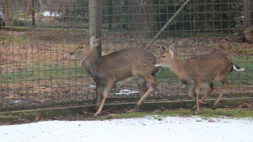 Zoo Hluboká získala siky vietnamské. První dva jeleny vypustili ošetřovatelé do výběhu