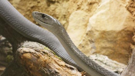 Svět plazů v Hradci Králové v Kuklenách - Mamba černá
