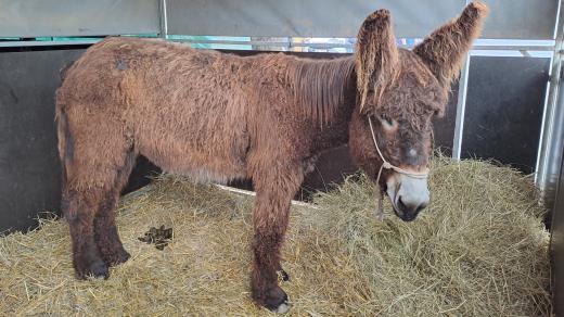 Poitouský osel Kil na výstavišti, tento mírumilovný tvor ale taky dokáže nosit náklady, vozit lidi, tahat kočár a dokonce i ochránit stádo ovcí nebo krav před vlky