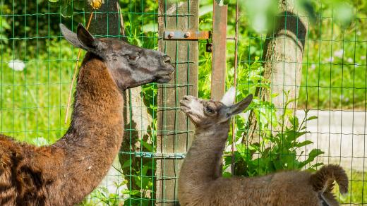 Mládě lamy krotké přišlo na svět v Zoo Hluboká