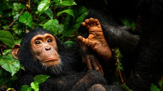Šimpanzi v Národním parku Gombe v Tanzanii