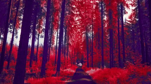 Les (ilustrační foto)