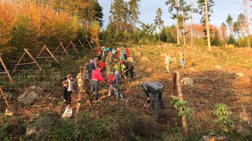 I školáci pomáhají zalesňovat holiny po kůrovcové kalamitě u Lhenic na Prachaticku
