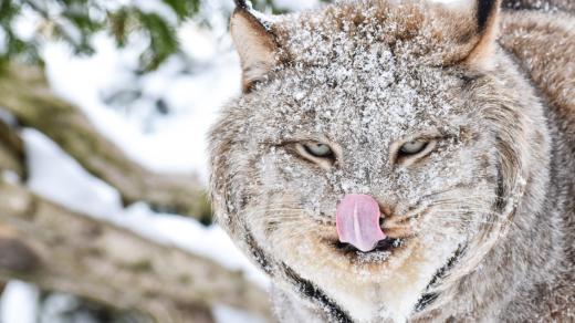 Rys Zoo Na Hrádečku