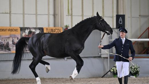 Zemský hřebčinec Tlumačov, tradiční přehlídka plemenných hřebců 2025