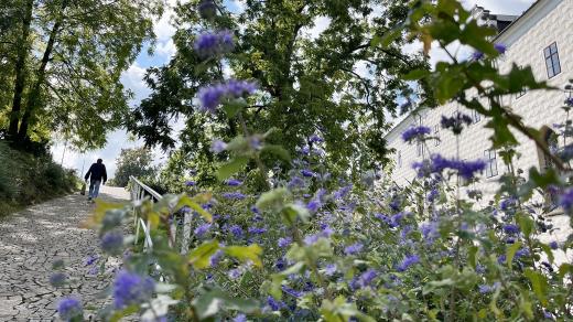 Ořešák černý hned při vstupu na zámecké valy.  Je to trochu do kopce, ale pak už vás čekají jen krásné výhledy