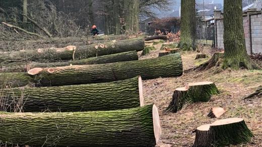 Pokácení sto třicet let starých dubů v českobudějovickém příměstském lese Bor u Zavadilky