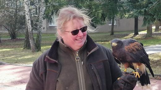 Sokolnice Hannah Melcerová s káňaty plašila havrany na Pražském sídlišti v Táboře