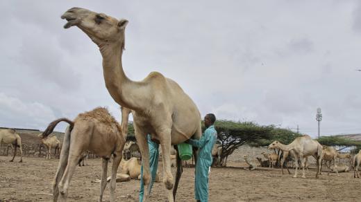 Somálští farmáři dojí velblouda nedaleko Mogadišu