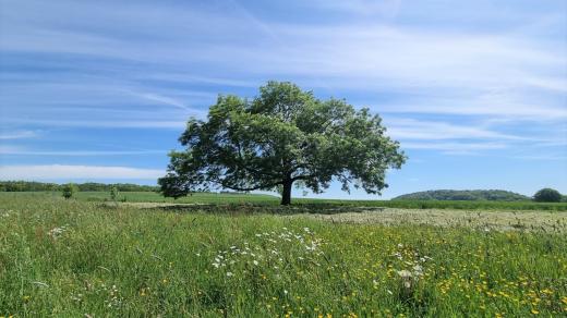 Strážce Výštice. Jasan ztepilý, který roste u Olešníka na Českobudějovicku, soutěží v anketě Strom roku