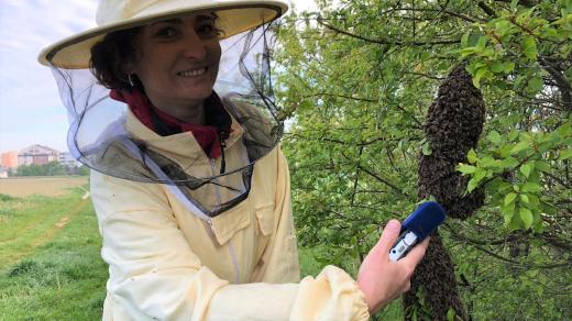 Reportérka Jitka Cibulová Vokatá u roje včel visícího na keři v experimentální a vzdělávací zahradě Biologického centra Akademie věd v Českých Budějovicích