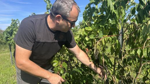Pajasan na moravských vinicích