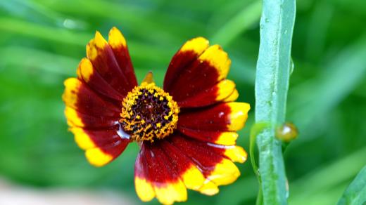 Kokardě se říkalo rudý náčelník, přicestovala k nám z Ameriky