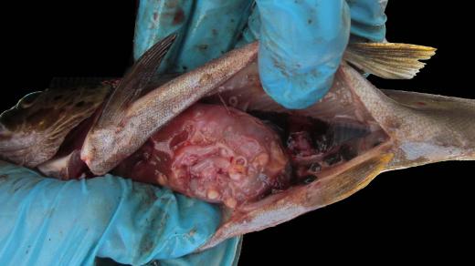 Pstruh s larvami tasemnice Dibothriocephalus dendriticus