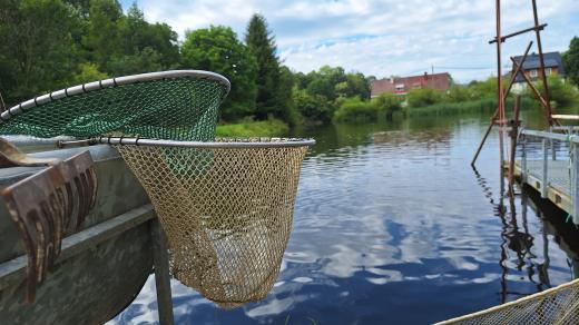 Obnovené rybářství