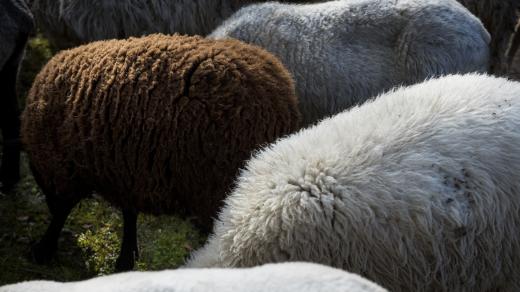 „Je to taková směs, aby vydrželi chodit na pastvě“ říká o plemenu svých ovcí Honza Velík. „Hlavně že to nejsou kamerunské ovce, ty nemají vlnu a to by střihače Davida rozhodilo.“