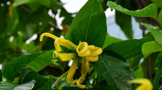 Kananga vonná, ylang-ylang