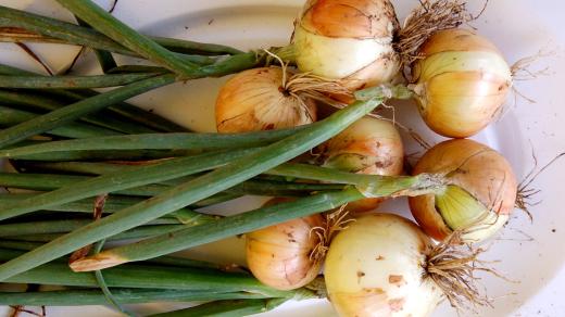 Augusta, ozimá cibule k rané sklizni