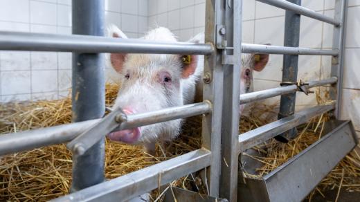 Prasata jsou zatím takzvaně heterozygotní, a nemají tedy gen zděděný. Vědci z PIGMOD proto budou dál pokračovat ve šlechtění