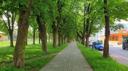 Stará kaštanová alej vede v Českých Velenicích od vlakového nádraží do centra města