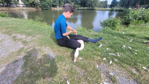 Kroužkování labutí na zábřežském rybníku Oborník