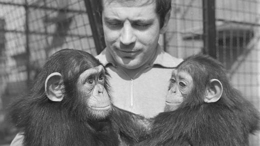 Ošetřovatel Teodor Ochmanský se šimpanzím párem ze Zoo Brno (1969)
