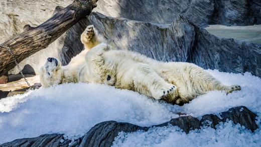 Lední medvěd se ochlazuje na kostkách ledu při akci Zoo Praha pod ledem