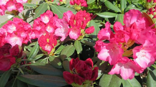 Rododendron