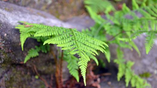 Kapradiny do stinných míst