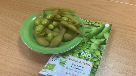 Chiba green se začíná prosazovat na českých zahradách