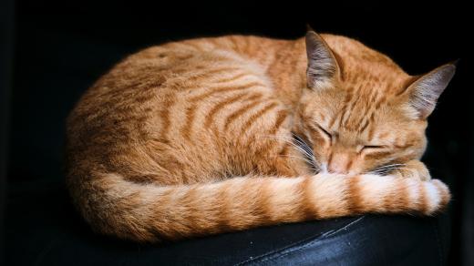 Spící kočka