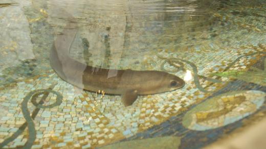 Úhoř Pepík v secesní kašně administrativního domu