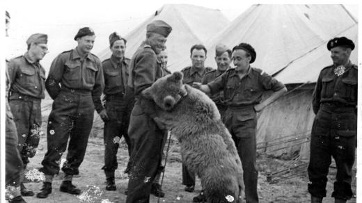 Medvěd Wojtek mezi vojáky 22. polské dělostřelecké roty v roce 1943