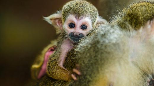 Dvě zářijová mláďata jihoamerických opic kotulů veverovitých naleznou návštěvníci v expozičním celku Vodní svět a opičí ostrovy v dolní části Zoo Praha