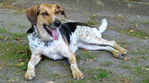 Brepta je temperamentní fenka českého strakatého psa