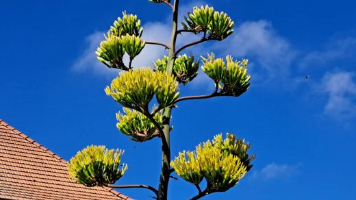 Manželům Jančovým z Kostelan nad Moravou po půl století vykvetla agáve