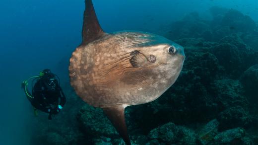 Měsíčník svítivý je zvláštní ryba